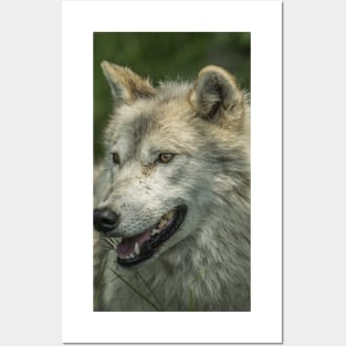 Arctic Wolf Portrait Posters and Art